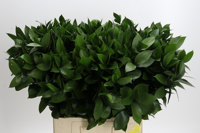 <h4>Ruscus Hypophyllum</h4>