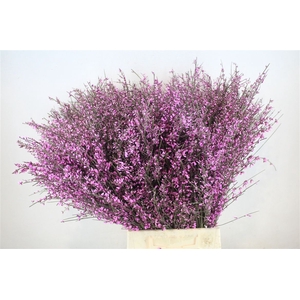 Ginster 400gr Lilac P Bunch