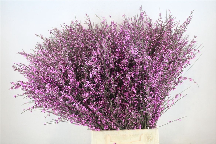 <h4>Ginster 400gr Lilac P Bunch</h4>