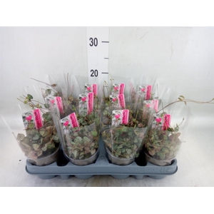 Ceropegia woodii ssp. woodii