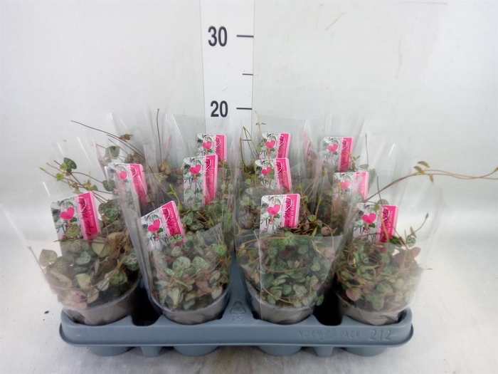 <h4>Ceropegia woodii ssp. woodii</h4>