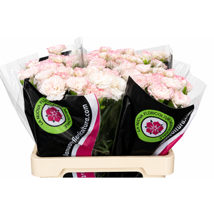 Dianthus St Poirot Bianco