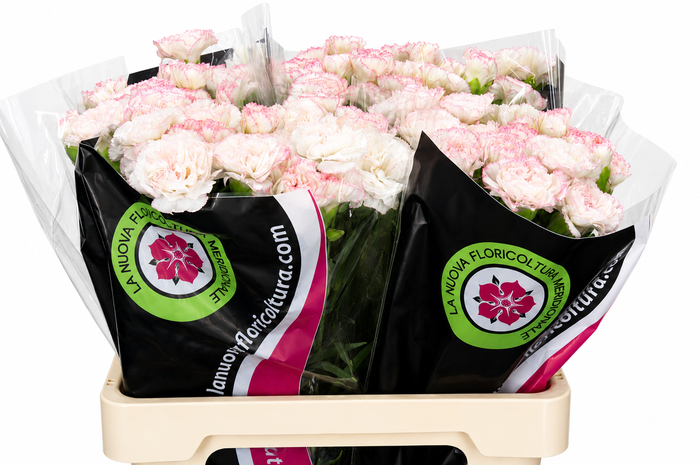 <h4>Dianthus St Poirot Bianco</h4>