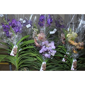 ORQUIDEA VANDA CESTA VAZADA