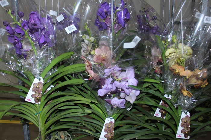 <h4>ORQUIDEA VANDA CESTA VAZADA</h4>