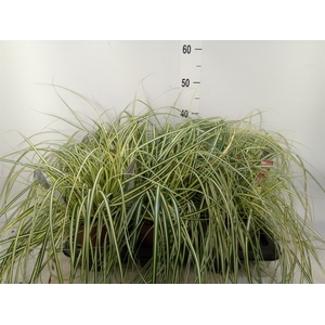 Carex hachijoensis 'Evergold'