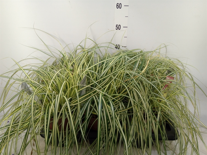 <h4>Carex hachijoensis 'Evergold'</h4>