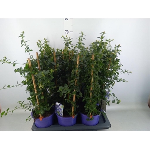 Ceanothus thyrsiflorus var. repens