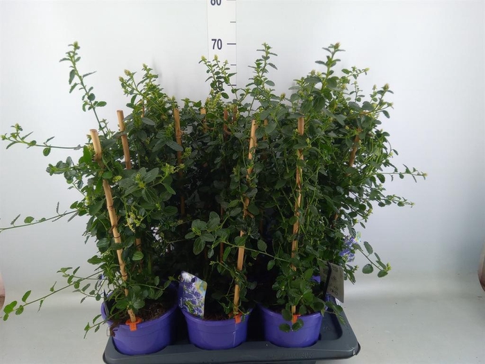 <h4>Ceanothus thyrsiflorus var. repens</h4>