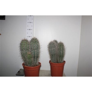 Pachycereus Pringlei 3-4pp