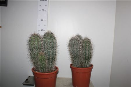 <h4>Pachycereus Pringlei 3-4pp</h4>