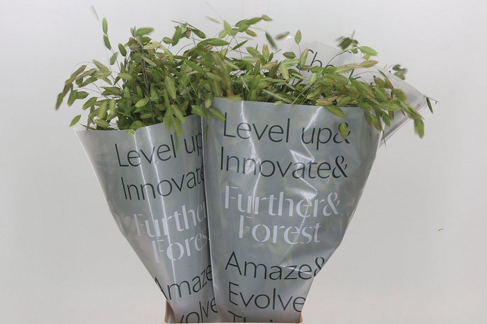 <h4>Chasmanthium Green</h4>