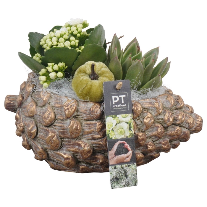 <h4>Arr.   Planten L%</h4>