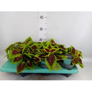 Plectranthus col. 'MSt Alligator A'