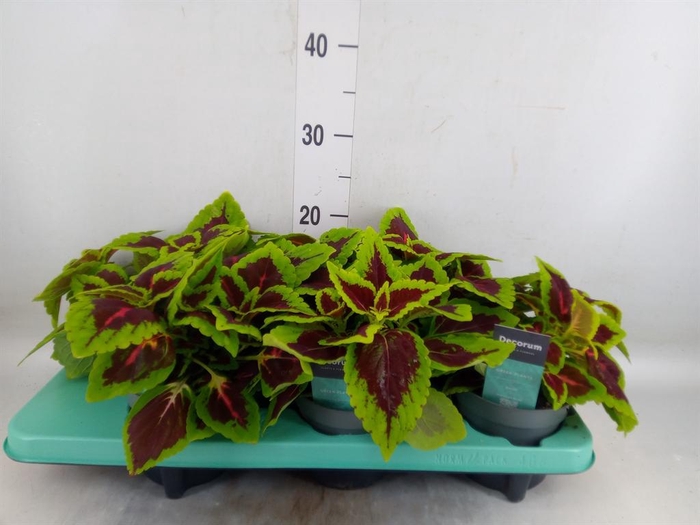 <h4>Plectranthus col. 'MSt Alligator A'</h4>