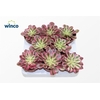 Aeonium Pink Witch