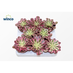 Aeonium Pink Witch