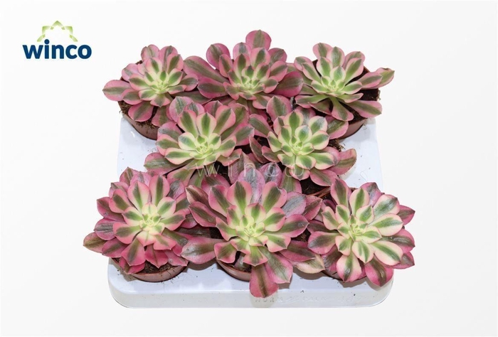 Aeonium Pink Witch
