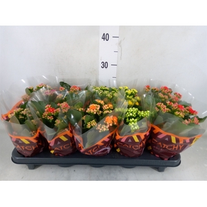 Kalanchoe blos.   ..rosebud mix  5