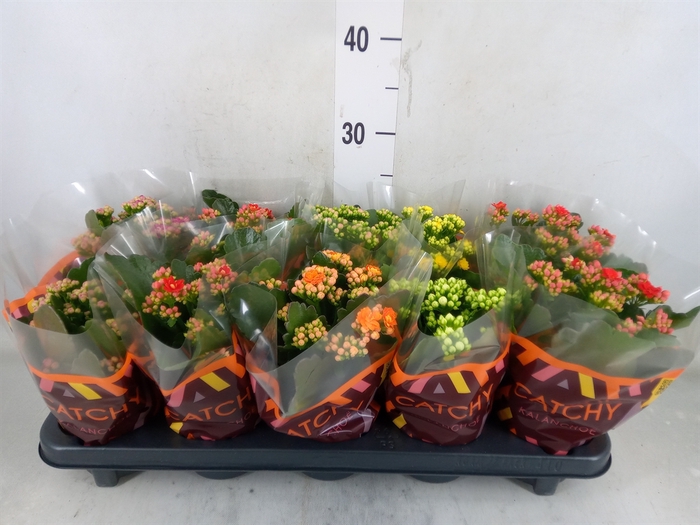 <h4>Kalanchoe blos.   ..rosebud mix  5</h4>