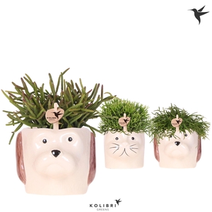 Kolibri Greens Rhipsalis mix in Cat & Dog pot mix