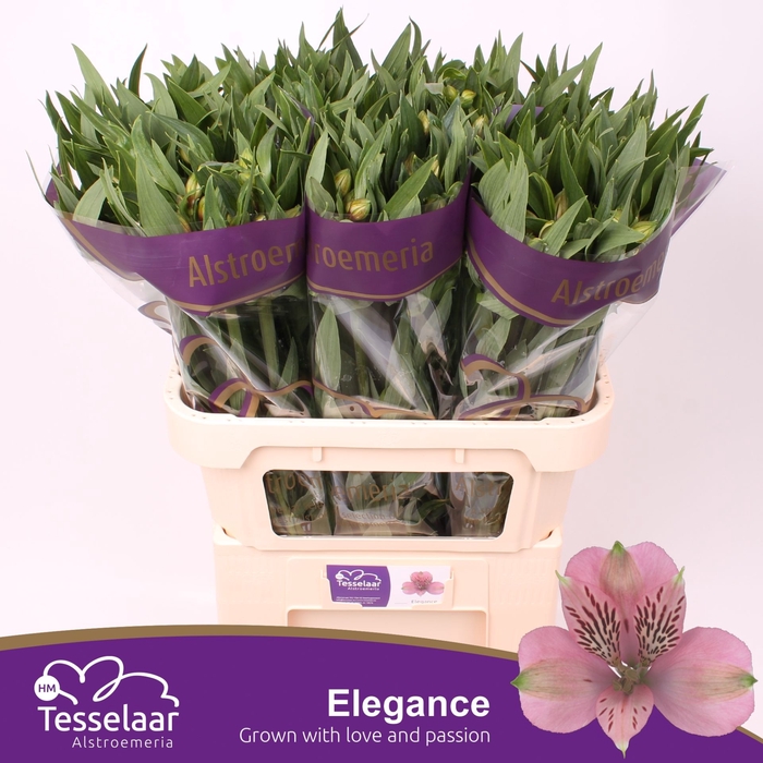 <h4>Alstroemeria Elegance</h4>