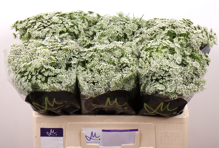 <h4>Ammi Vis Casablanca</h4>