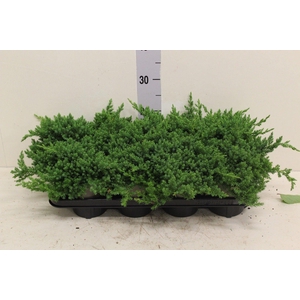 Platycladus orient. 'Aurea Nana' P13 potgekweekt