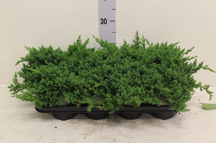 <h4>Platycladus orient. 'Aurea Nana' P13 potgekweekt</h4>