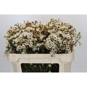 Chamelaucium Moonlight Delight