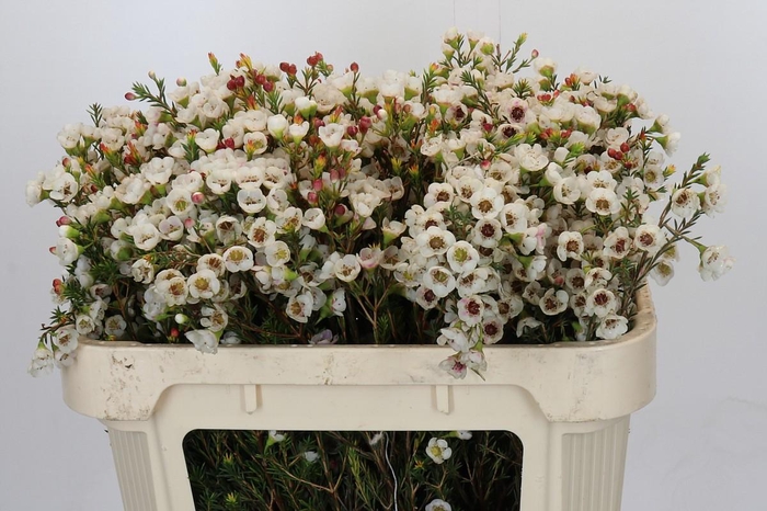 <h4>Chamelaucium Moonlight Delight</h4>