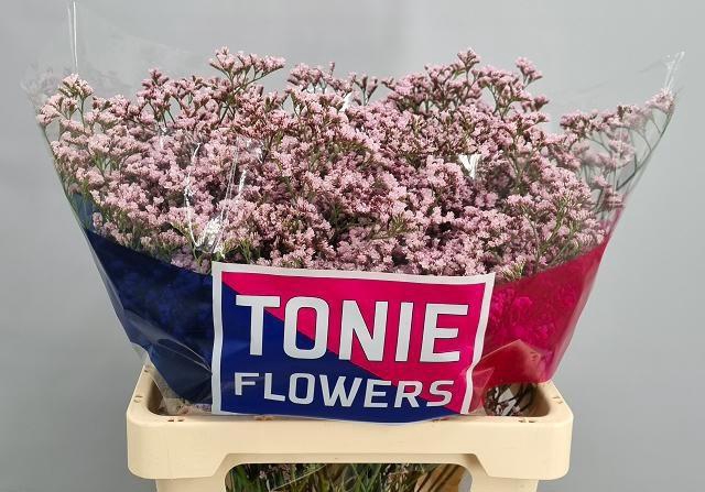 <h4>LIM TALL P EMILLE</h4>