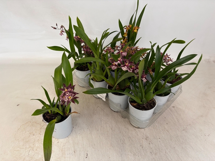 <h4>ORCHIDEEEN OVERIG</h4>