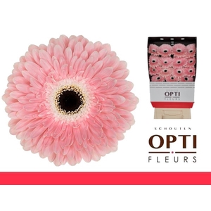 Gerbera Graceland Diamond