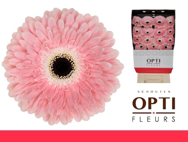 <h4>Gerbera Graceland Diamond</h4>