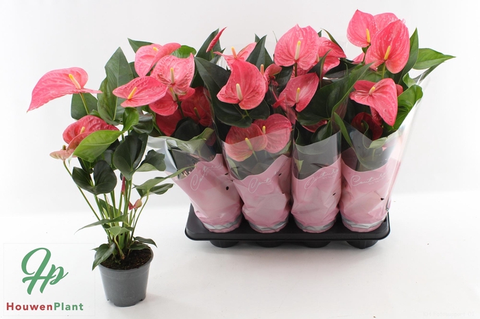 <h4>ANTHU AN MAINE</h4>