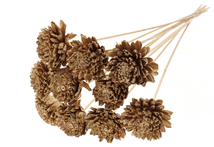 Shola Zinia Ø8cm on stem Antique Gold