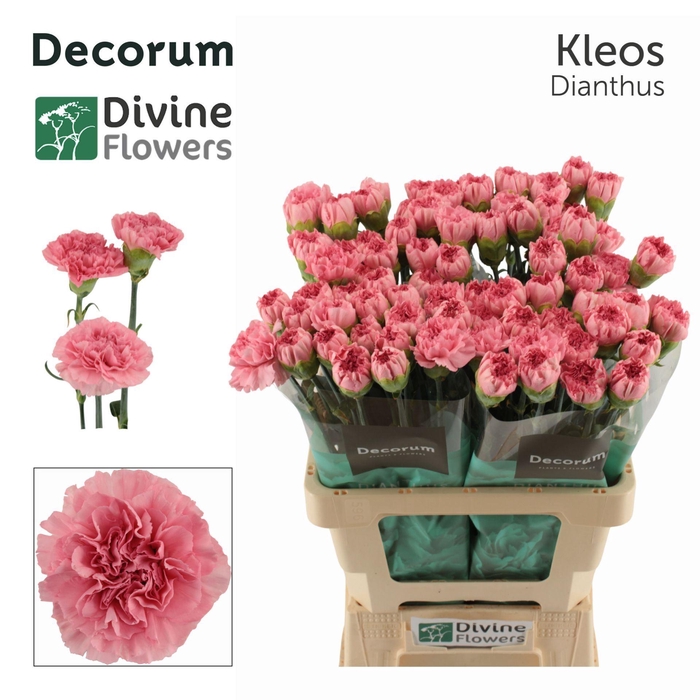 <h4>Dianthus ST 'Kleos'</h4>