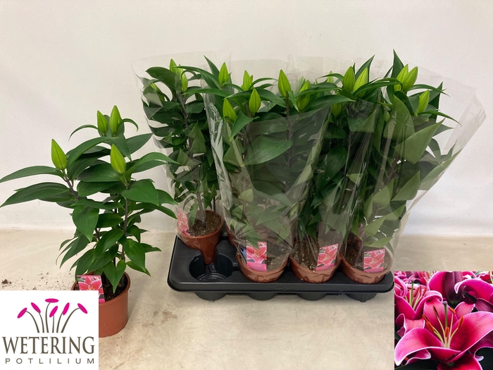 <h4>LIL OR SUNNY KEYS</h4>