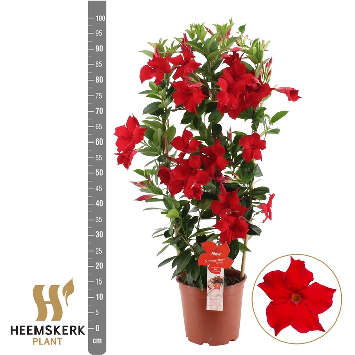 <h4>MANDE SUMMERST RED</h4>