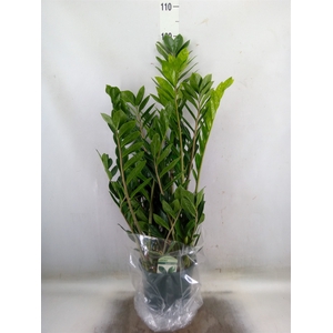 Zamioculcas zamiifolia