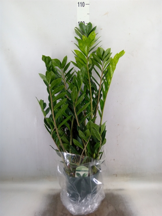 <h4>Zamioculcas zamiifolia</h4>