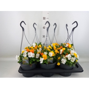 Viola corn.   ...mix