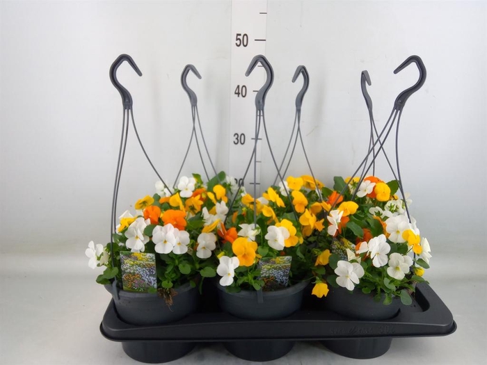 <h4>Viola corn.   ...mix</h4>