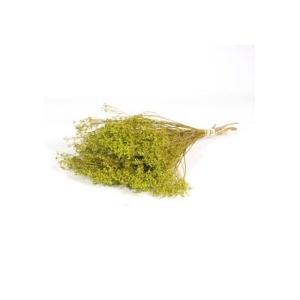 .Broom bloom green