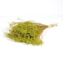.Broom bloom green