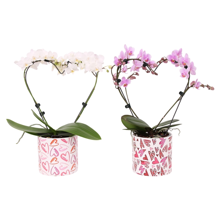 <h4>Phal. Multi vorm mix "Blossoming Heart" in BGC026 Julia keramiek</h4>