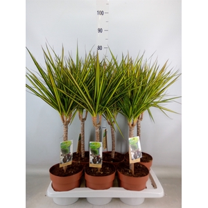 Dracaena marg. 'Sunray'