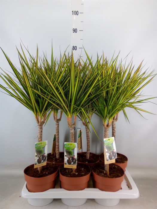 <h4>Dracaena marg. 'Sunray'</h4>
