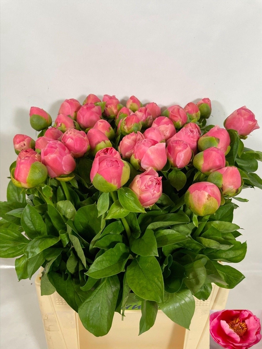 <h4>PAEO SALMON CHIFFON</h4>